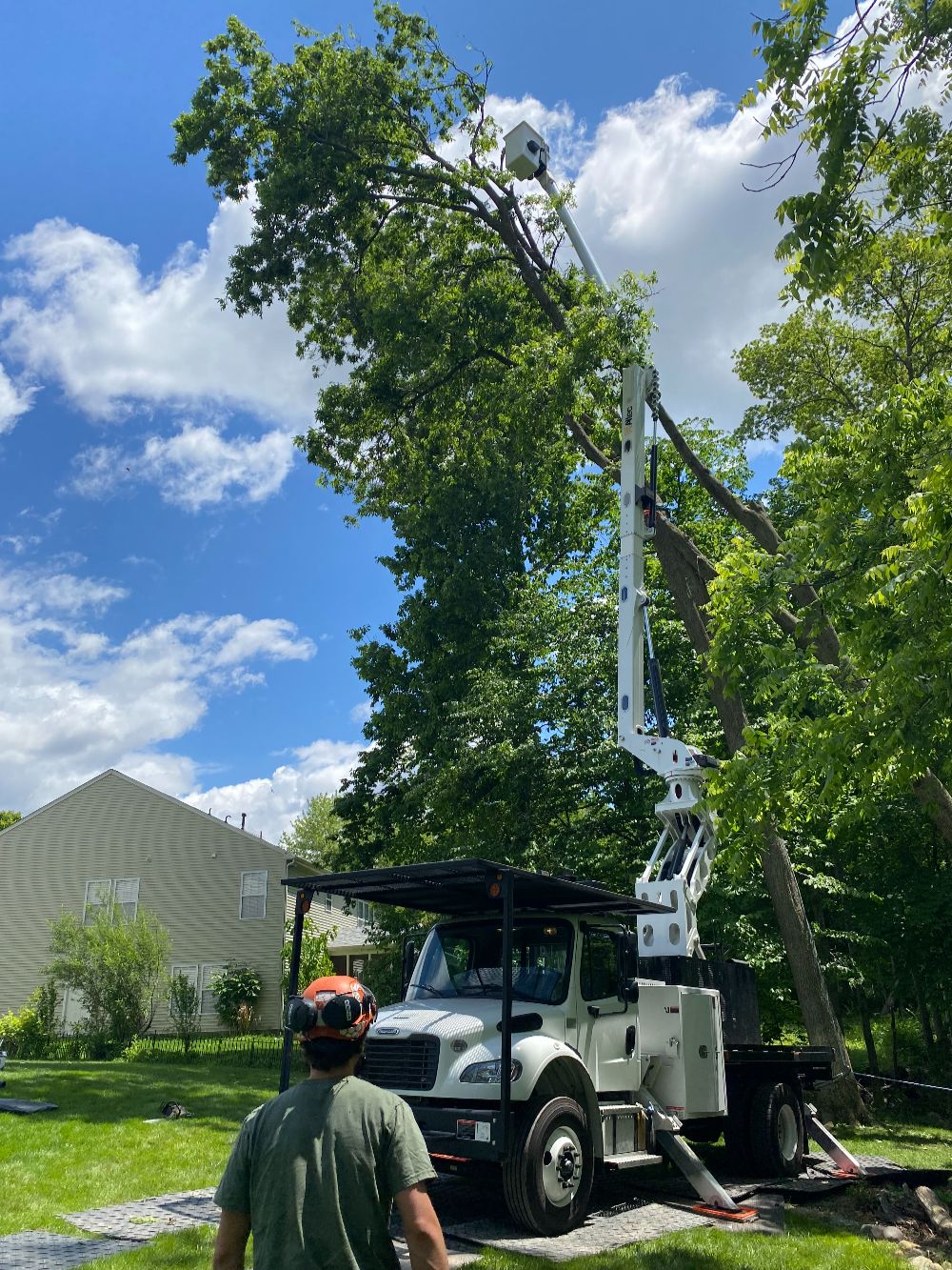 Professional Tree Care (3)