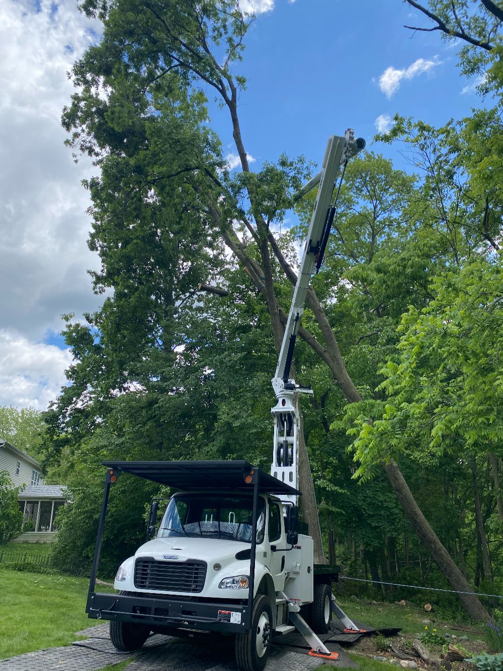 Professional Tree Care (4)