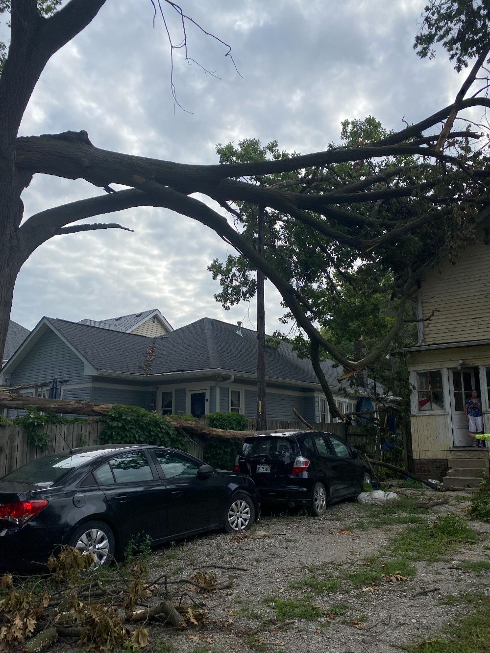 Professional Tree Care (5)