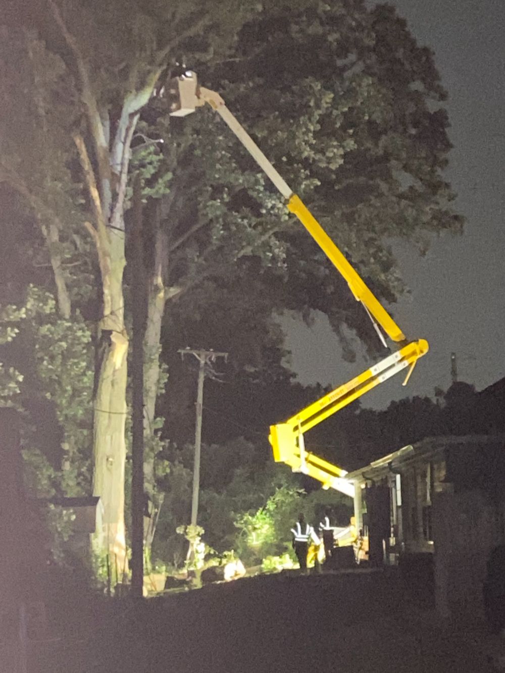 Professional Tree Care (6)