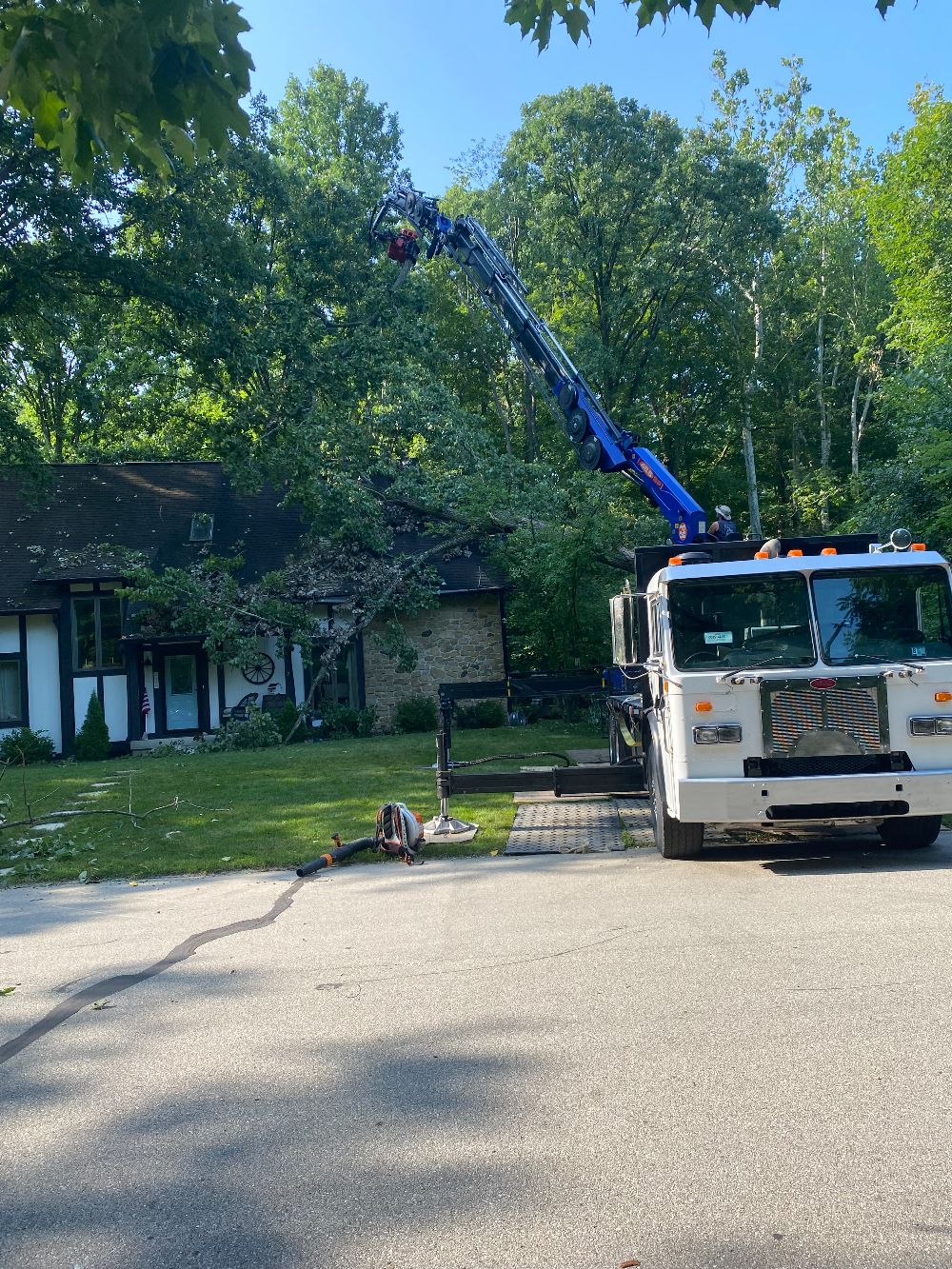 Professional Tree Care (7)